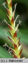 Carex morrowii (turzyca japońska)