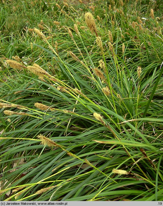 Carex morrowii (turzyca japońska)