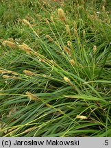 Carex morrowii (turzyca japońska)