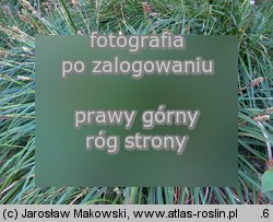 Carex morrowii (turzyca japoÅ„ska)