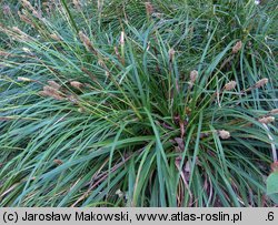 Carex morrowii (turzyca japońska)