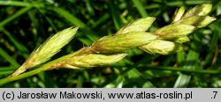 Carex muskingumensis (turzyca palmowa)