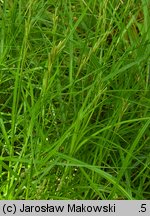 Carex muskingumensis (turzyca palmowa)