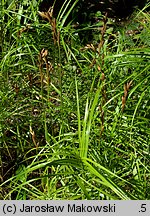 Carex muskingumensis (turzyca palmowa)