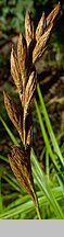 Carex muskingumensis (turzyca palmowa)