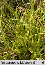 Carex ornithopoda