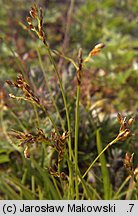 Carex ornithopoda