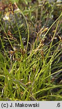 Carex ornithopoda