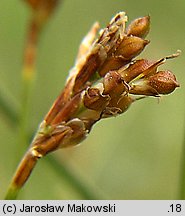 Carex ornithopoda