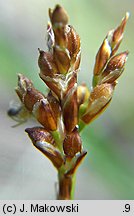 Carex ornithopoda