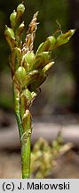 Carex ornithopoda (turzyca ptasie łapki)