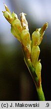 Carex ornithopoda (turzyca ptasie łapki)