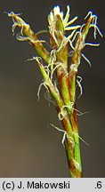 Carex ornithopoda (turzyca ptasie łapki)