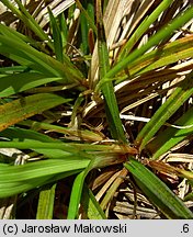 Carex ornithopoda (turzyca ptasie łapki)