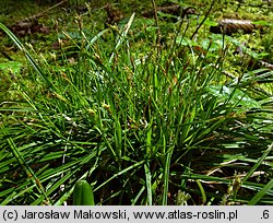 Carex ornithopoda (turzyca ptasie łapki)