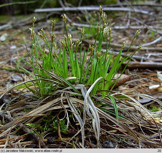 Carex ornithopoda (turzyca ptasie łapki)