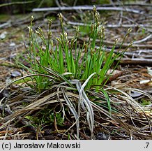 Carex ornithopoda (turzyca ptasie łapki)