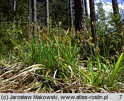 Carex ornithopoda (turzyca ptasie łapki)