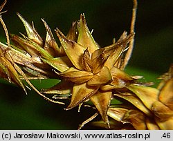 Carex otrubae