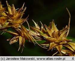 Carex otrubae