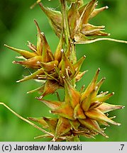 Carex otrubae