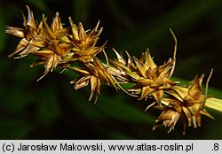 Carex otrubae