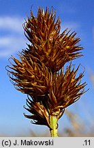 Carex ovalis (turzyca zajęcza)