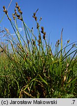 Carex ovalis (turzyca zajęcza)