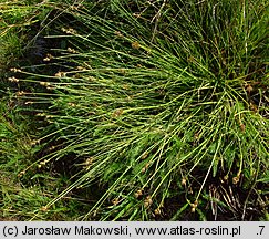 Carex ovalis (turzyca zajęcza)