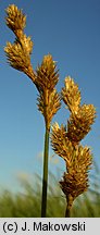 Carex ovalis (turzyca zajęcza)