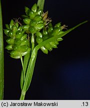 Carex pallescens (turzyca blada)