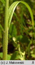 Carex pallescens (turzyca blada)