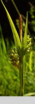 Carex pallescens (turzyca blada)