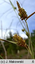 Carex pallescens (turzyca blada)