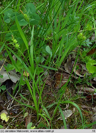 Carex pallescens (turzyca blada)