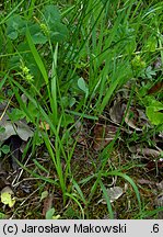 Carex pallescens (turzyca blada)