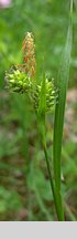 Carex pallescens (turzyca blada)