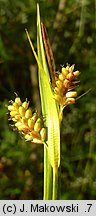 Carex pallescens (turzyca blada)