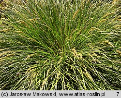 Carex paniculata (turzyca prosowa)