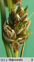 Carex paniculata (turzyca prosowa)