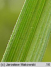 Carex paniculata (turzyca prosowa)