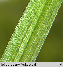 Carex paniculata (turzyca prosowa)