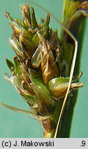 Carex paniculata (turzyca prosowa)