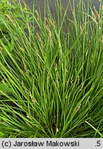 Carex paniculata (turzyca prosowa)