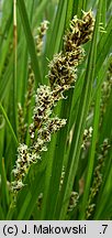 Carex paniculata (turzyca prosowa)