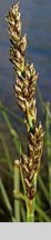 Carex paniculata (turzyca prosowa)