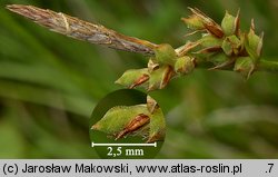 Carex pilulifera (turzyca pigułkowata)