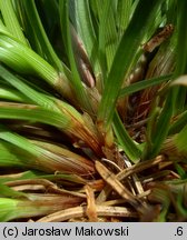 Carex pilulifera (turzyca pigułkowata)