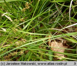 Carex pilulifera (turzyca pigułkowata)