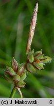 Carex pilulifera (turzyca pigułkowata)